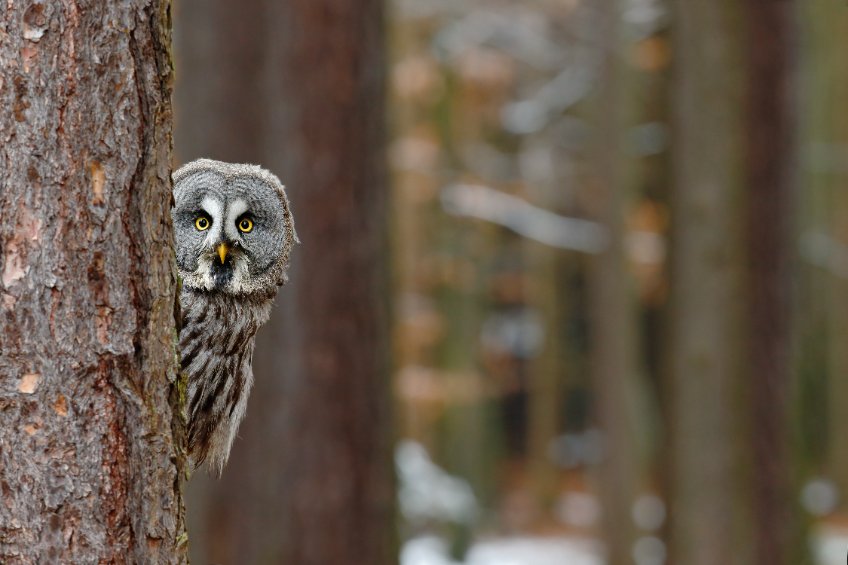 wise mind owl