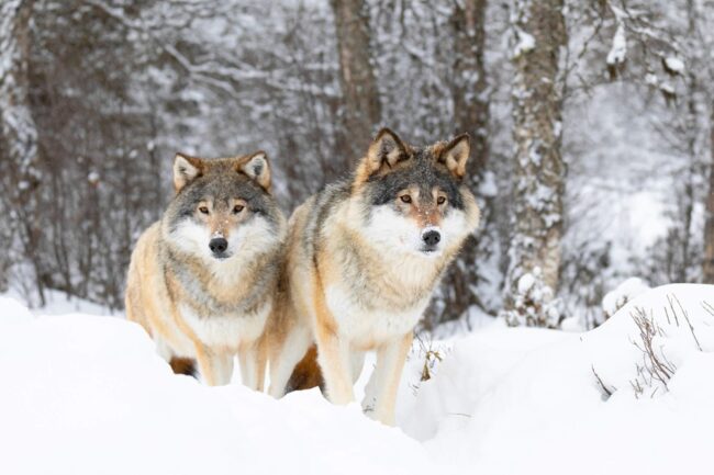 story of the two wolves — two badass wolves in the forest two wolves in the forest in winter